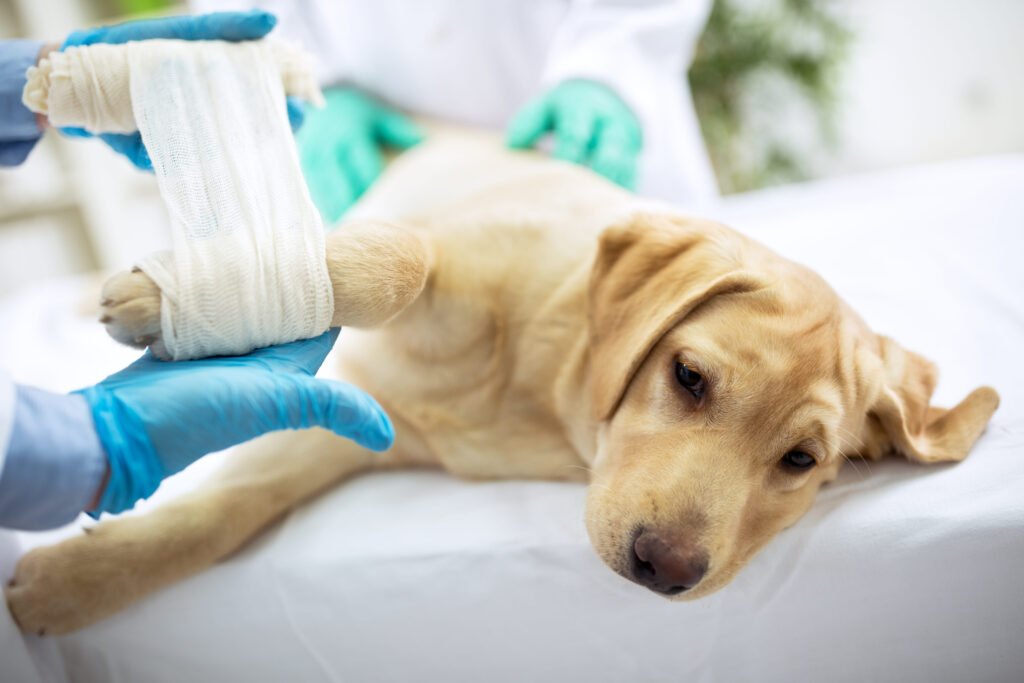 Causas da Alopecia em cães e gatos